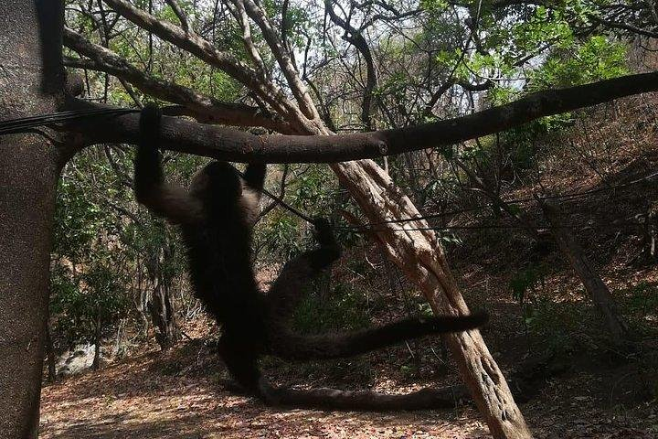 Monkey Tour With Local Cuisine - Photo 1 of 4